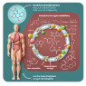 Cómo afecta Fenilpropionato de nandrolona al metabolismo del hierro