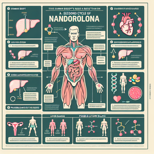 Cómo reacciona el cuerpo al segundo ciclo con Nandrolona