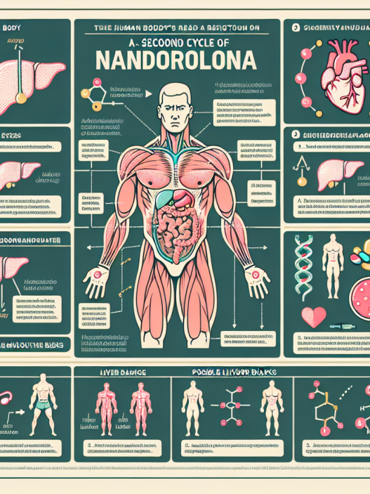Cómo reacciona el cuerpo al segundo ciclo con Nandrolona