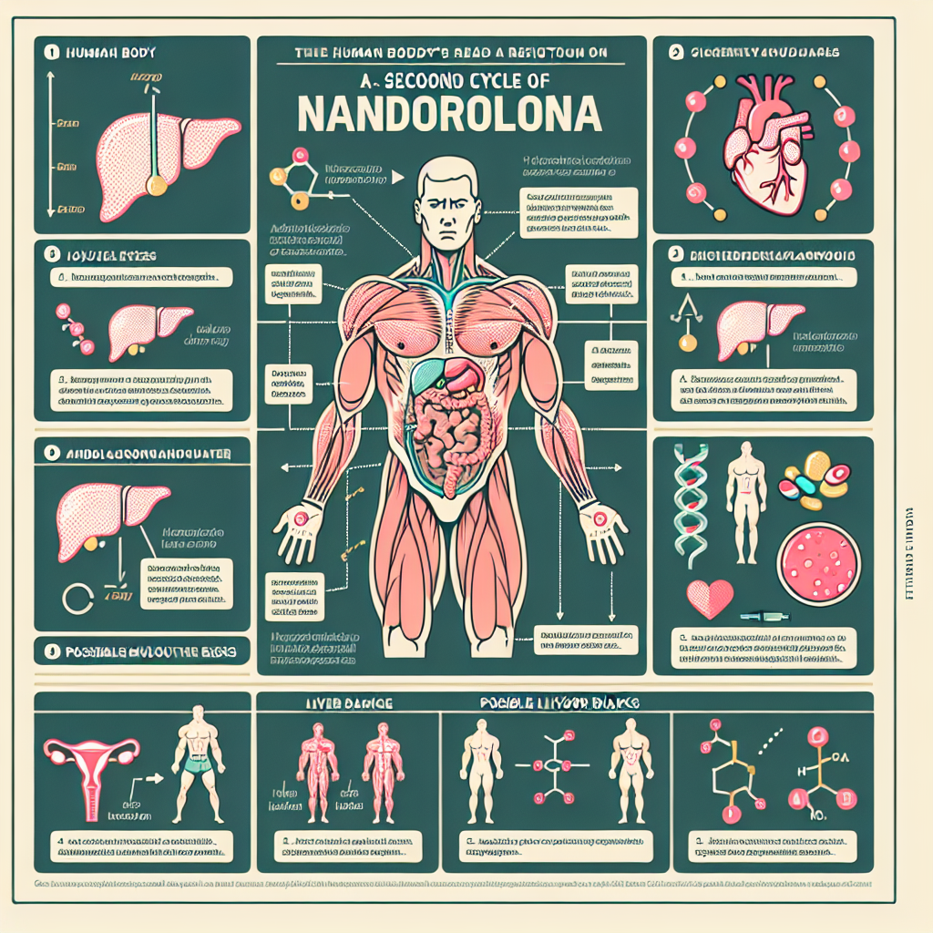 Cómo reacciona el cuerpo al segundo ciclo con Nandrolona